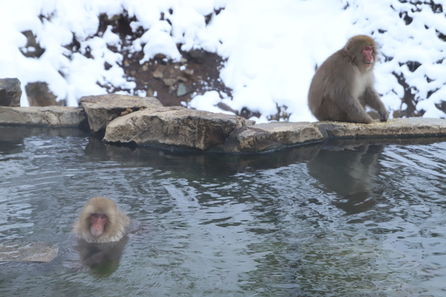 Relax and warm your cold body in a hot spring
